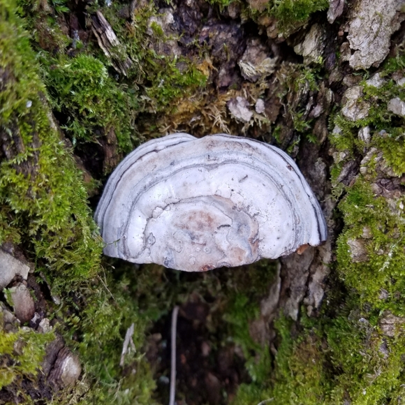 Waxing Cresent - Hand Drawn On Bracket Fungus - Picture 2 of 3
